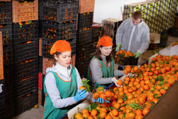 Group of diligent positive male and smiling female warehouse workers sorting ripe mandarins in...
