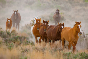 A herd of horses kicks up the dust while running for a watering hole in the high desert of Northern Colorado