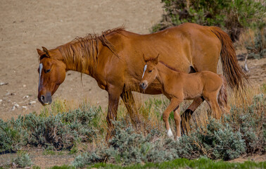 A mare and foal stroll through the shrubs in the high desert of Northern Colorado