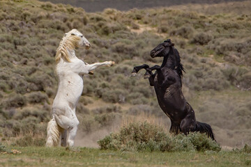 Two Stallions rear up for battle in the High desert of Northern Colorado