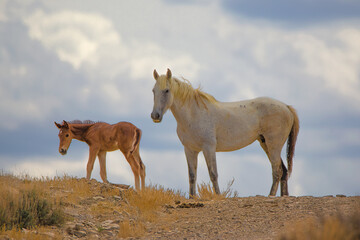 A wild Mare and her foal wait at the crest of a hill in the high desert of northern Colorado