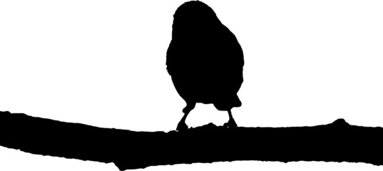 Vecteur à fond transparent d'oiseau, silhouette rouge-gorge, mésange et passereau sur branche. © Thierry