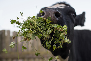 Cow on the farm eats grass, clover. Ecological food for animals. Organic milk does not contain...