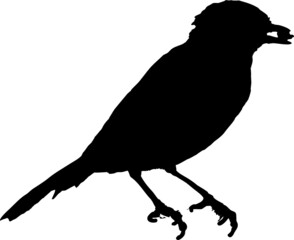 Vecteur à fond transparent d'oiseau, silhouette rouge-gorge, mésange et passereau sur branche.