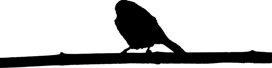 Vecteur à fond transparent d'oiseau, silhouette rouge-gorge, mésange et passereau sur branche.