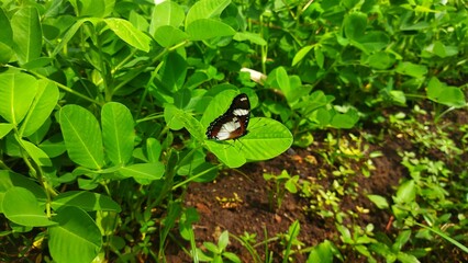 butterfly on the grass
