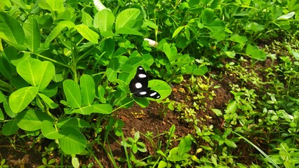 butterfly on leaf