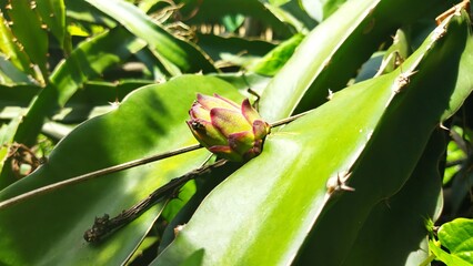 green frog on a leaf