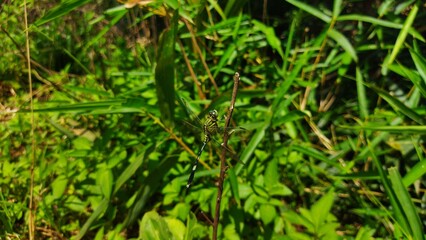 green grass with dew drops