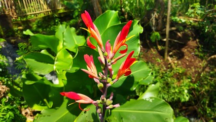 red and yellow tulips