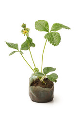 baby plant - strawberry seeding on white background
