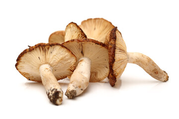edible mushrooms isolated on white background 
