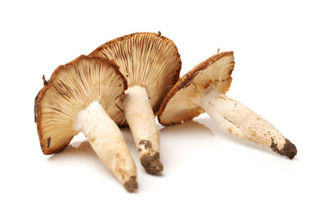 edible mushrooms isolated on white background 