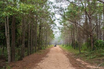 Fototapeta premium pathway with pine forest at Phu Kradueng National Park, Loei, Thailand
