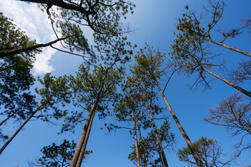 tall pine tree against sky on Phu Kradueng mountain national park, Thailand