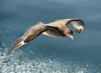 Great Skua ( Catharacta skua ) in flight on blue ocean water background