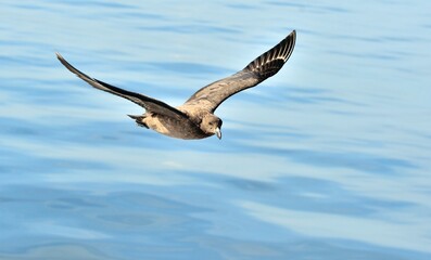 Great Skua ( Catharacta skua ) in flight on blue ocean water background