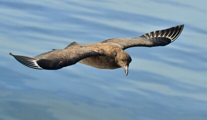 Great Skua ( Catharacta skua ) in flight on blue ocean water background