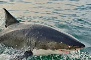 Great White Shark  breaching in an attack on seal. Hunting of a Great White Shark (Carcharodon carcharias). South Africa