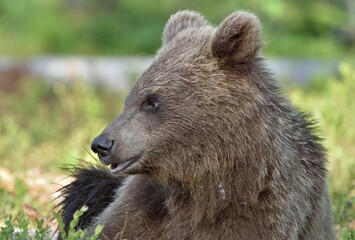 Fototapeta premium The close up portrait of cub of wild brown bear (Ursus arctos) in a summer forest. Springtime in the forest