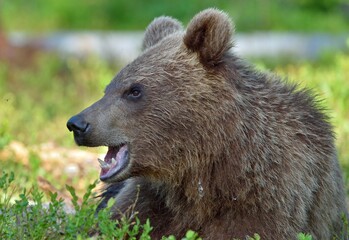 Fototapeta premium The close up portrait of cub of wild brown bear (Ursus arctos) in a summer forest. Springtime in the forest