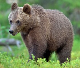 The close up portrait of wild adult brown bear (Ursus arctos arctos) in a summer forest.
