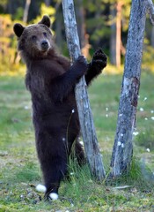 The Cub of Brown Bear (Ursus Arctos) standing on hinder legs  in the summer forest  Natural green Background