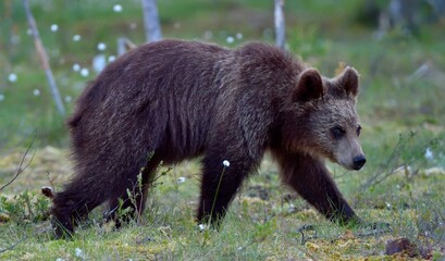 Cub of Brown bear (Ursus Arctos) in the summer forest. Natural green Background © Uryadnikov Sergey