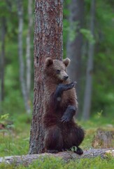 Obraz na płótnie Canvas The Cub of Brown Bear (Ursus Arctos) standing on hinder legs in the summer forest Natural green Background