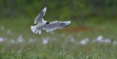 Black-headed Gull (Larus ridibundus) in flight on the green nature background
