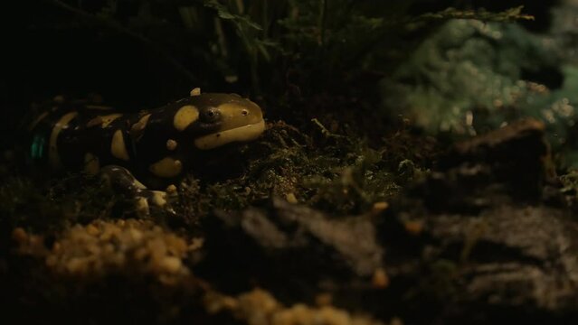 Tiger salamander exposed in oceanarium