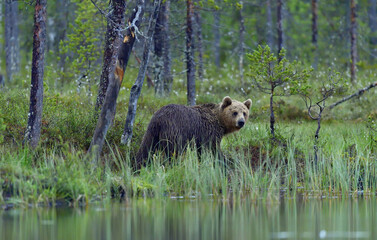 Wild Brown bear (ursus Arctos) in the summer forest