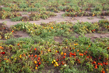 View of tomato plants damaged after thunderstorm and heavy rainfall on farm field. Repercussions of...