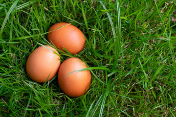 chicken eggs on green grass top view. Easter eggs.