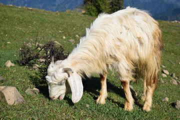 Obraz premium Male goat eating grass in green field on sunny day