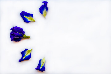 blue flowers butterfly pea local flora of asia arrangement flat lay postcard style on background white 