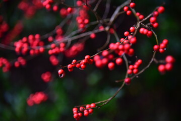red burry after rainfall