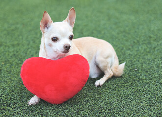 brown Chihuahua dog lying down  with red heart shape pillow on green grass,  looking away. Valentine's day concept.