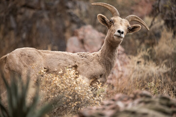 Big Horn Sheep Looking Down From A Cliff Side