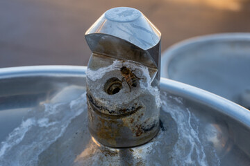 Bee Rests on Water Fountain While Looking for Water
