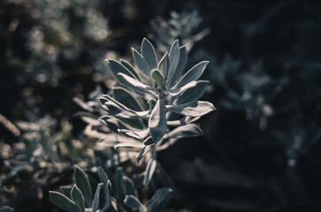 Fototapeta premium Plants in the garden