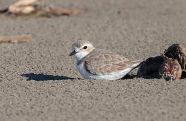 The Western Snowy Plover (Charadrius nivosus nivosus)
