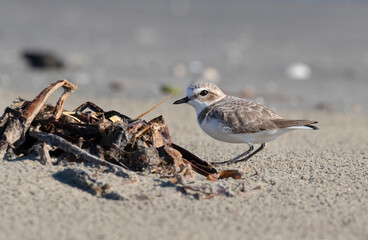 The Western Snowy Plover (Charadrius nivosus nivosus) on the sand beach, Galveston, Texas