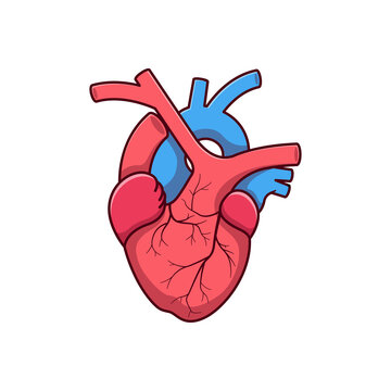 vector heart organ illustration