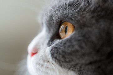Close up of the eyes of the English short haired cat