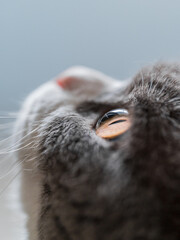 Close up of the eyes of the English short haired cat