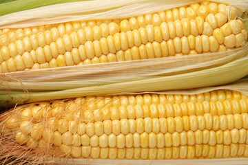 Corn on white background 