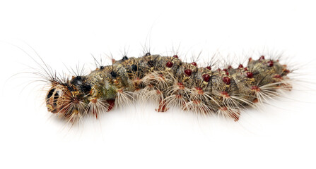 small caterpillar isolated on a white background 