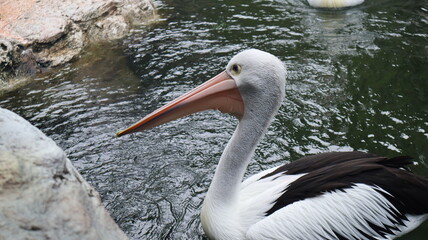 Glasses Pelican (Pelecanus conspicillatus) Australian Pelican