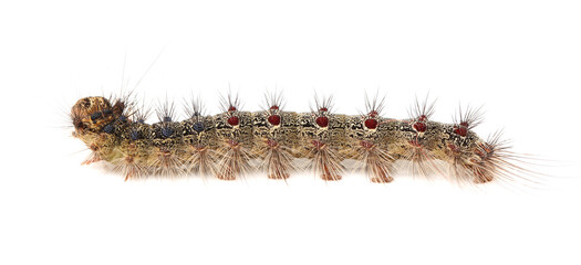 small caterpillar isolated on a white background 
